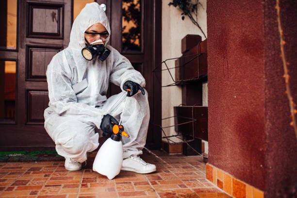 Attic and Crawl Space Rodent Treatment in Ludlow