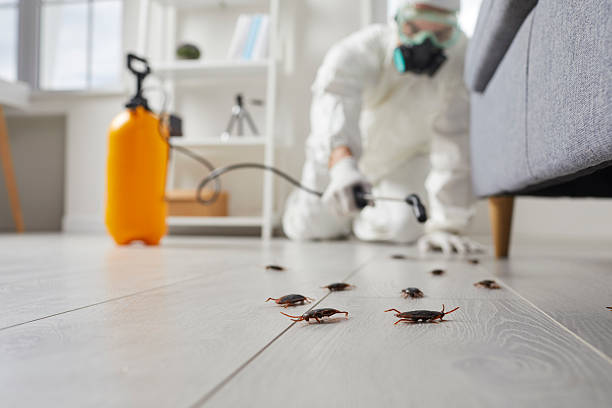 Commercial Rodent Management in Ludlow
